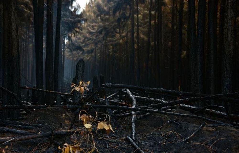 Ir para  <p>Foi totalmente controlado o inc&ecirc;ndio que devastou cerca de 1,2 mil hectares de floresta de pinus na zona rural da Lagoa da Fortaleza, nas imedia&ccedil;&otilde;es da ERS 784, em Cidreira, no Litoral Norte. O Corpo de...
